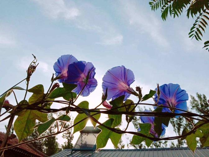 牵牛花是喇叭花吗，牵牛花的形态特征介绍