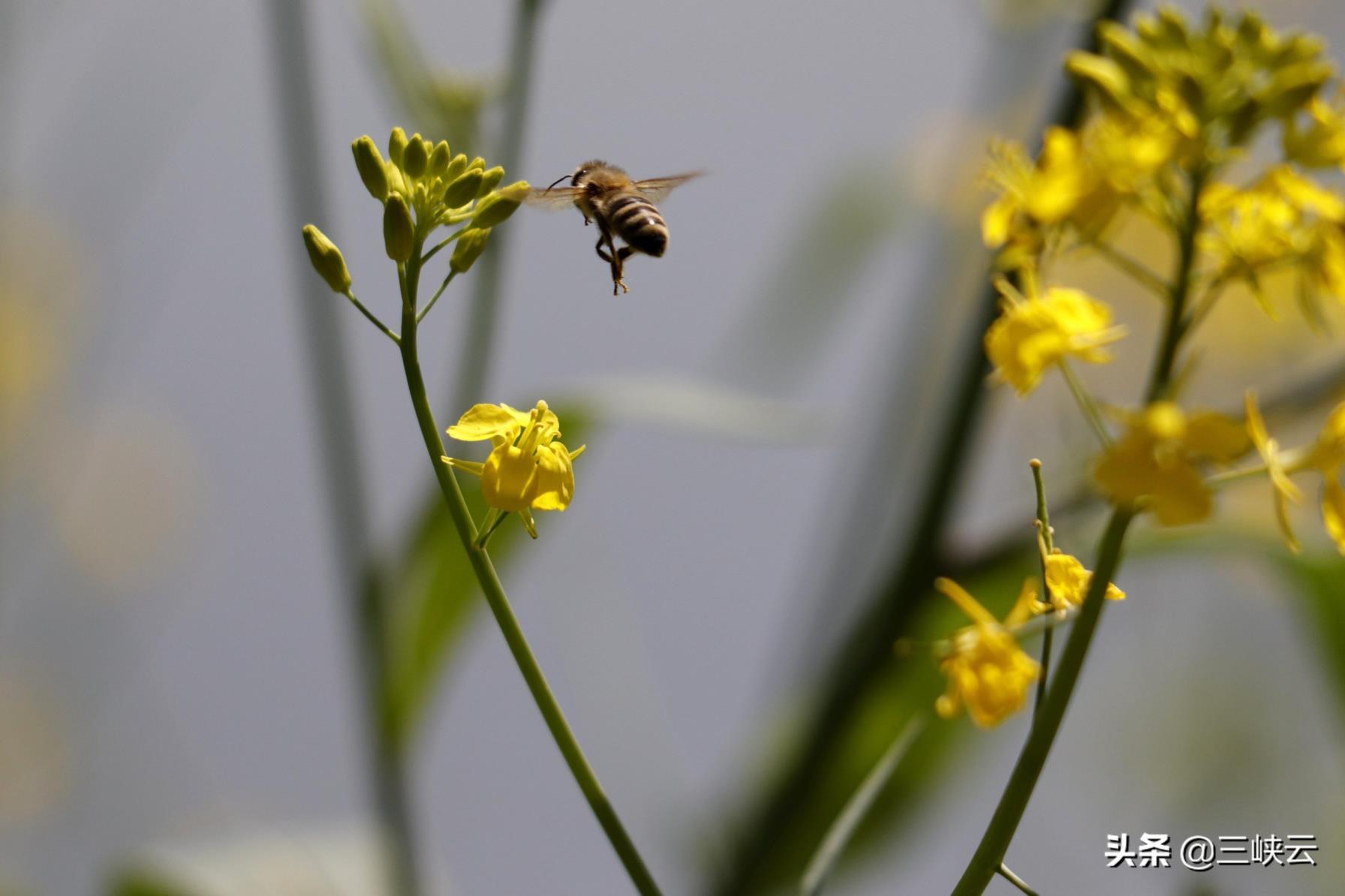 油菜花花语是什么，油菜花代表的象征意义