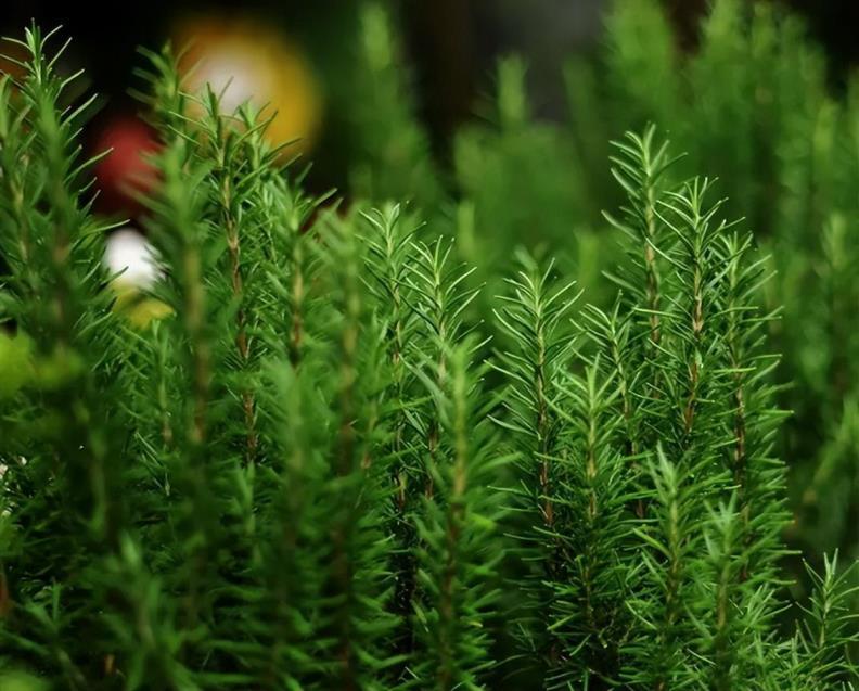 室内花卉好养的有哪些，十大室内花卉排名