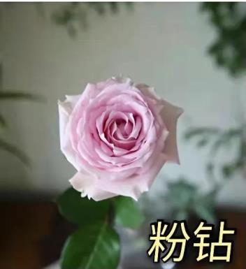 粉红色玫瑰花的意义，有关适合表白的花