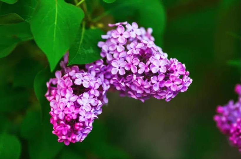 花叶丁香的花语是什么，浅谈丁香花花语寓意