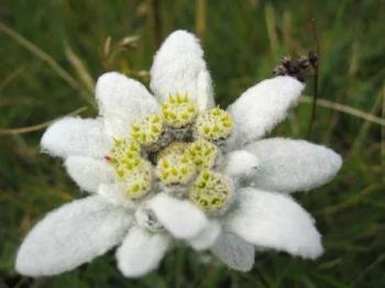 雪绒花是什么花，详解雪绒花的花语和象征