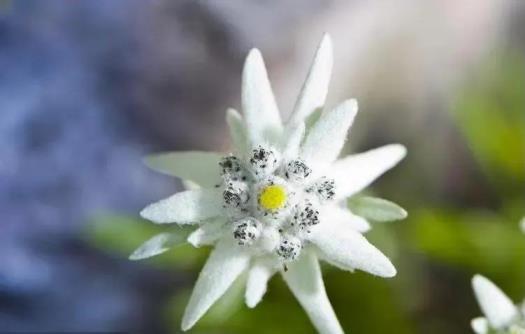 雪绒花是什么花，详解雪绒花的花语和象征