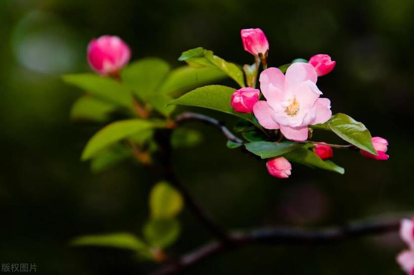 海棠树有什么特点，有关海棠的介绍以及特点