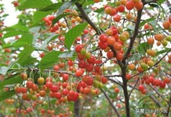 樱桃树种植条件是什么，大樱桃种植与栽培技术详解