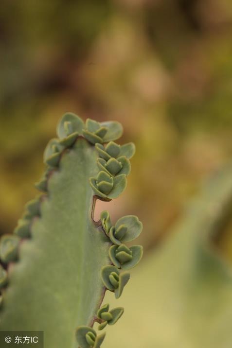 植物落地生根花有毒吗，谈谈大叶落地生根的毒性