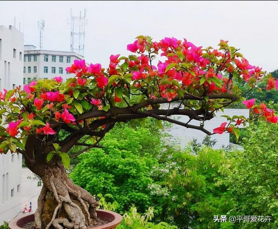 室内花卉盆景有哪些，四大室内盆景介绍