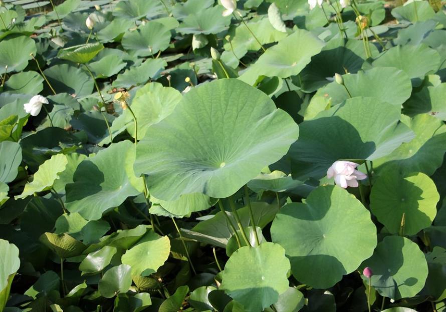 莲藕种子什么时候播种，盘点莲藕的种植技术与管理