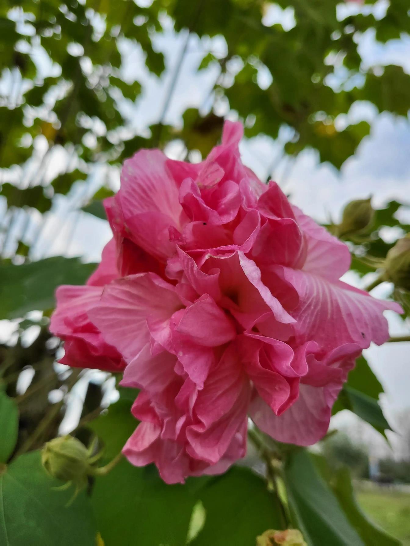 芙蓉花语是什么，浅谈芙蓉花的花语和象征意义