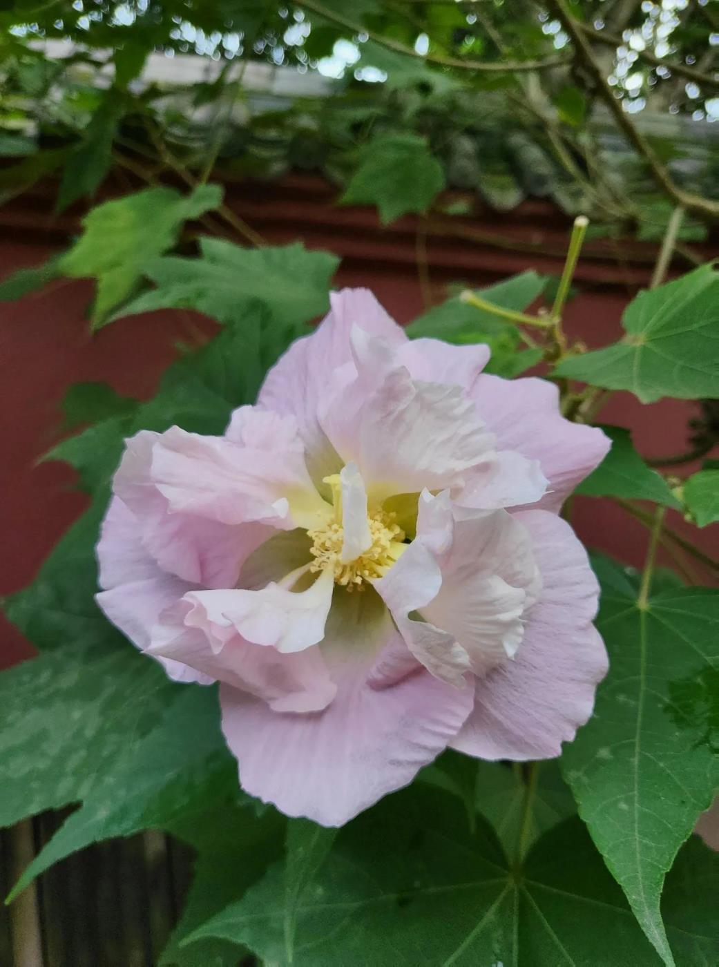 芙蓉花语是什么，浅谈芙蓉花的花语和象征意义