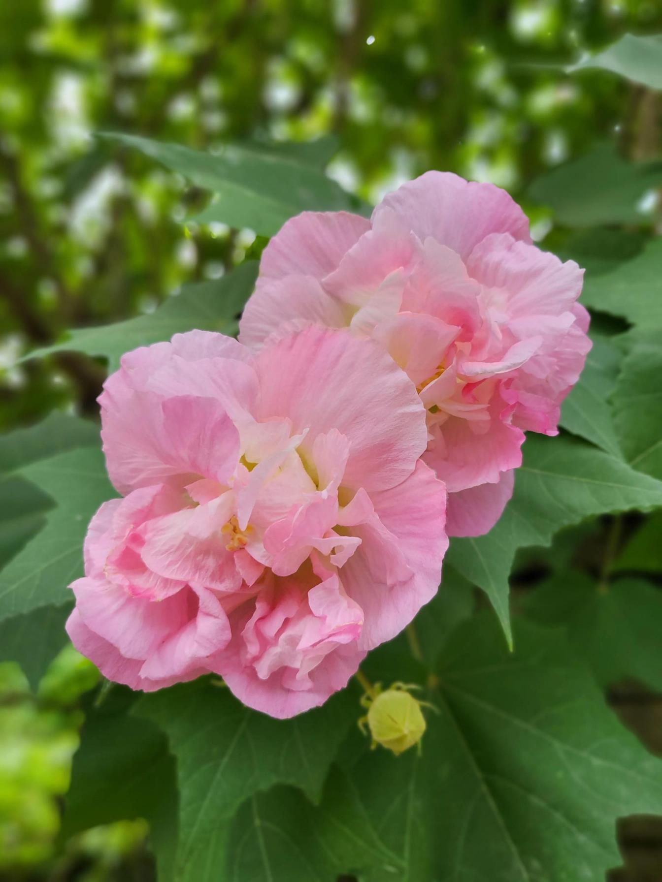 芙蓉花语是什么，浅谈芙蓉花的花语和象征意义