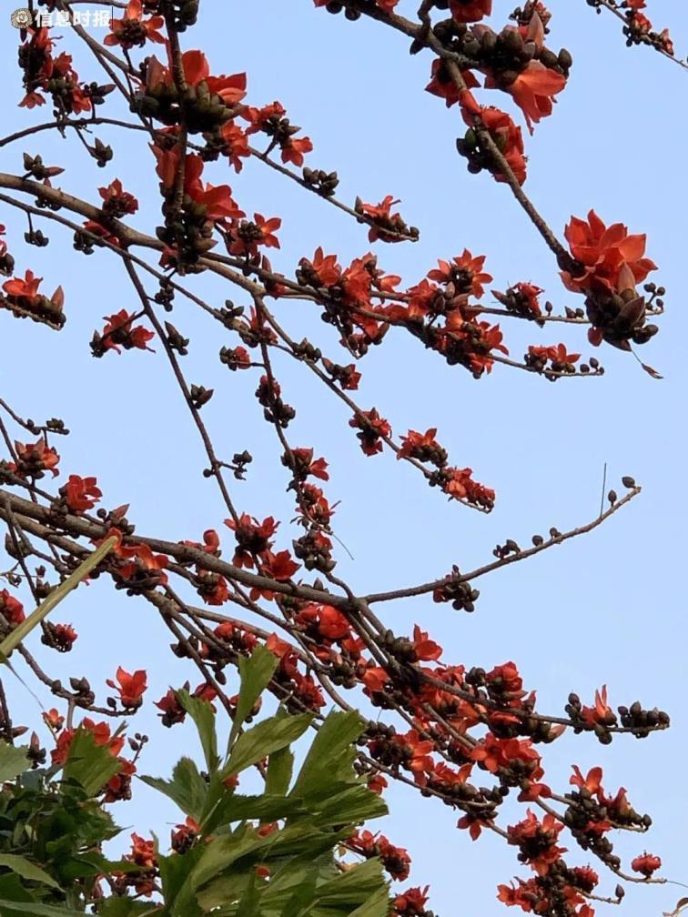 木棉花的花语是什么，简述木棉花的寓意及象征