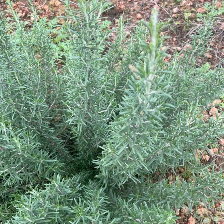 香草是什么植物，六大香草种类介绍