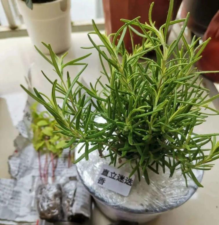 香草是什么植物，六大香草种类介绍