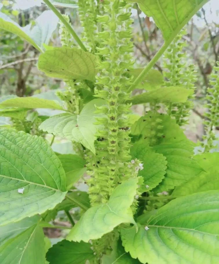 香草是什么植物，六大香草种类介绍