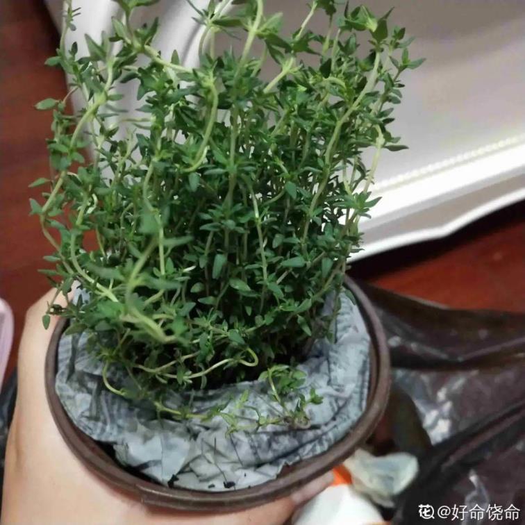 香草是什么植物，六大香草种类介绍