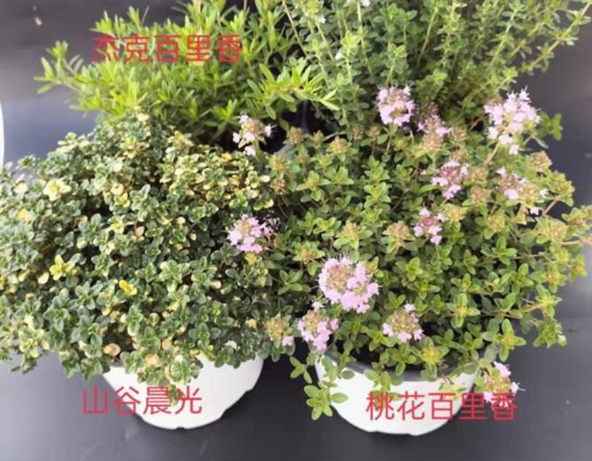 香草是什么植物，六大香草种类介绍