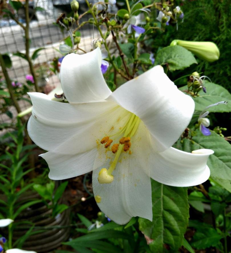 老师送什么花，有关花的含义和代表花语