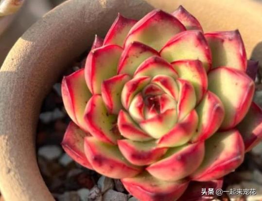 多肉植物有哪些种类，十大好养的多肉植物分享