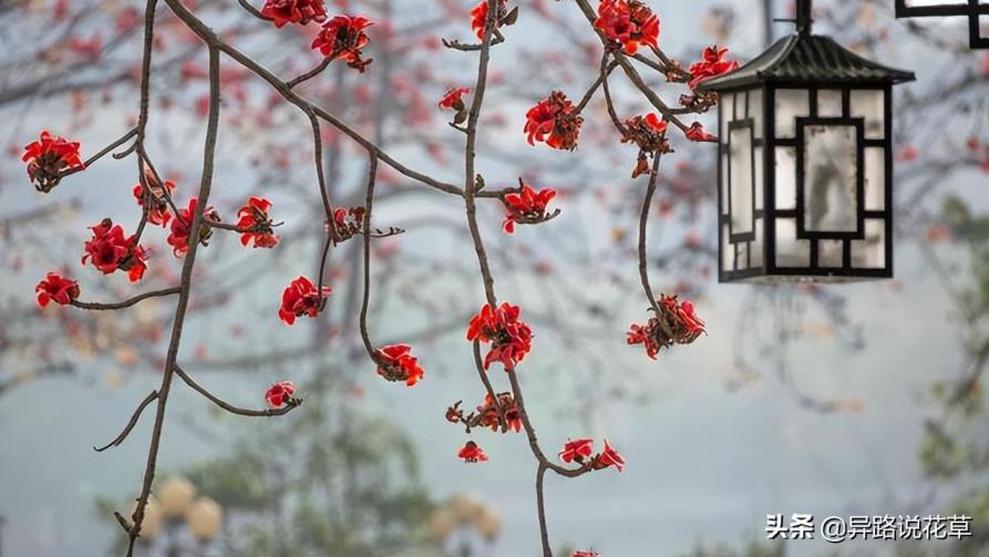 木棉花象征着什么，简述木棉花精神品质象征意义