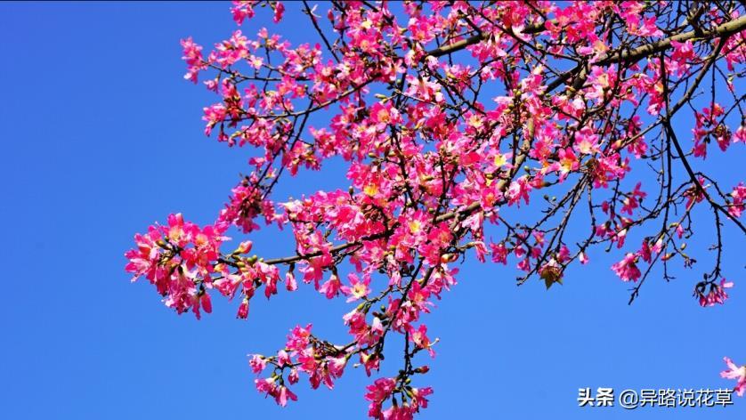 木棉花象征着什么，简述木棉花精神品质象征意义