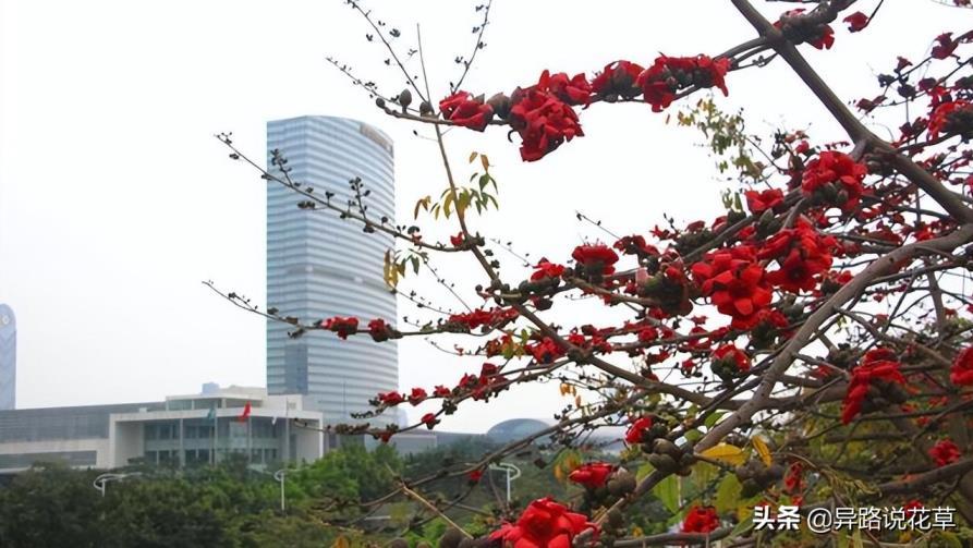 木棉花象征着什么，简述木棉花精神品质象征意义