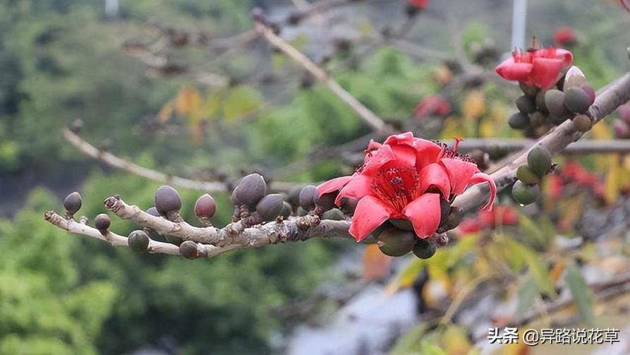 木棉花象征着什么，简述木棉花精神品质象征意义