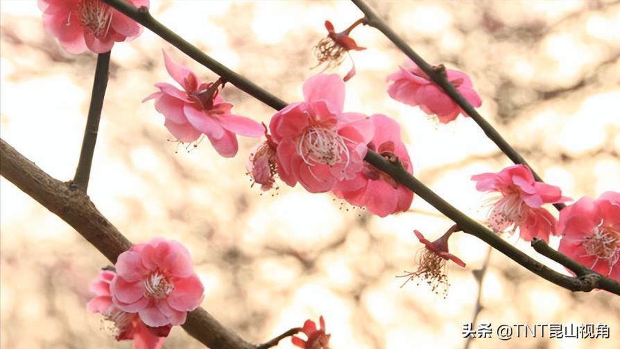 夏腊梅的花语是什么，详解腊梅的花语和寓意