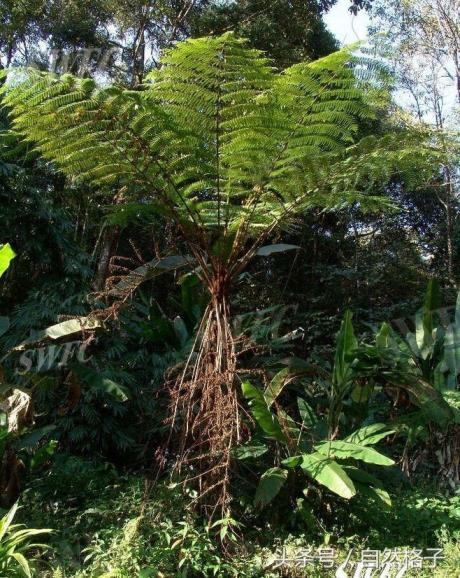 植物界的活化石有哪些，中国八大活化石植物讲解