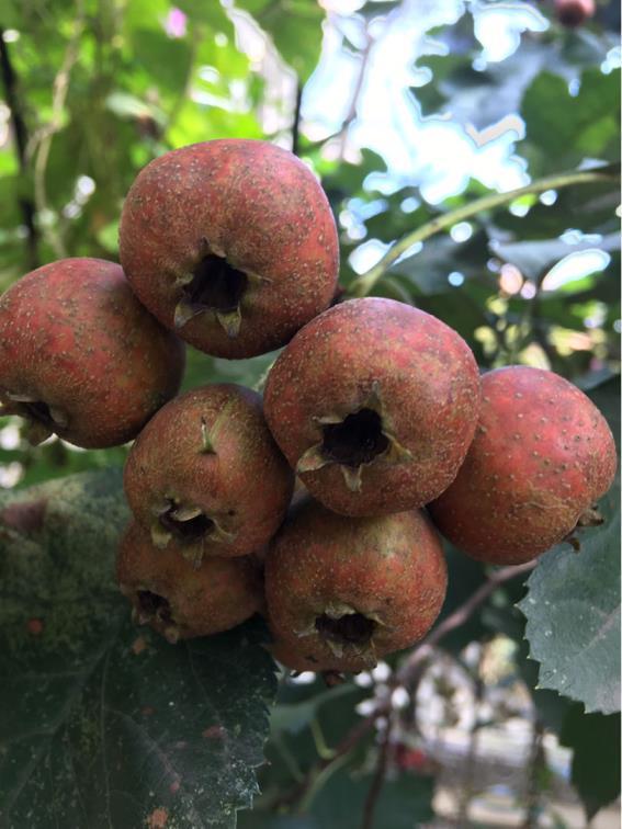 山楂树怎么种植，山楂树的种植方法分享