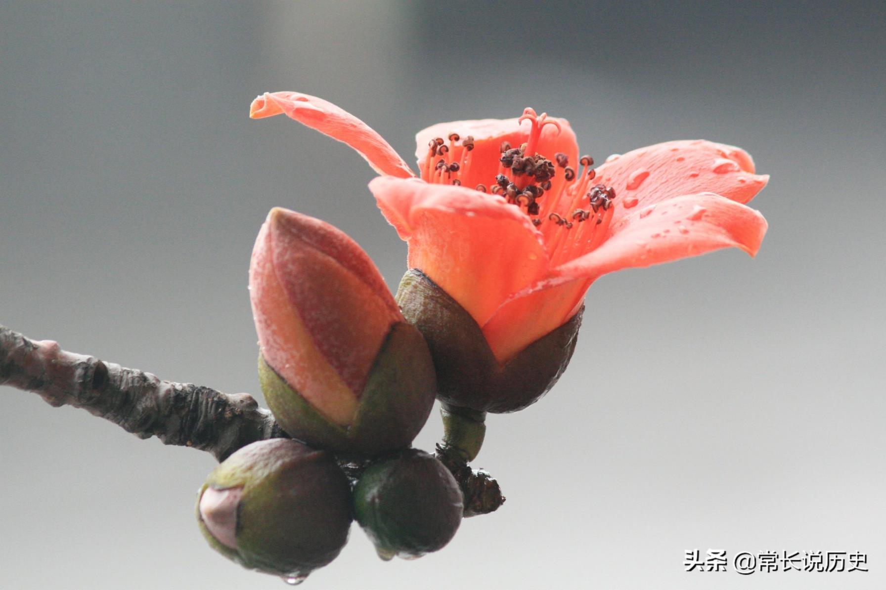 广州市市花叫什么，木棉花被称为广州的市花