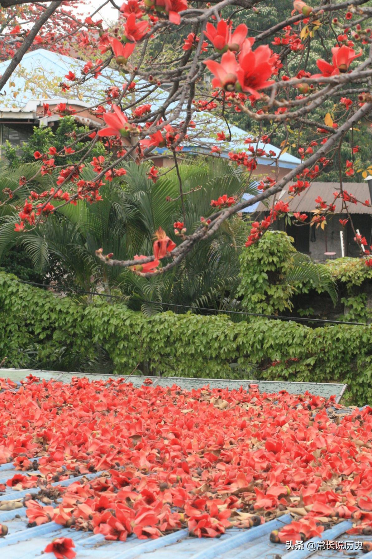 广州市市花叫什么，木棉花被称为广州的市花