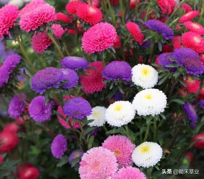 翠菊的花语是什么，浅谈菊花的花语和象征