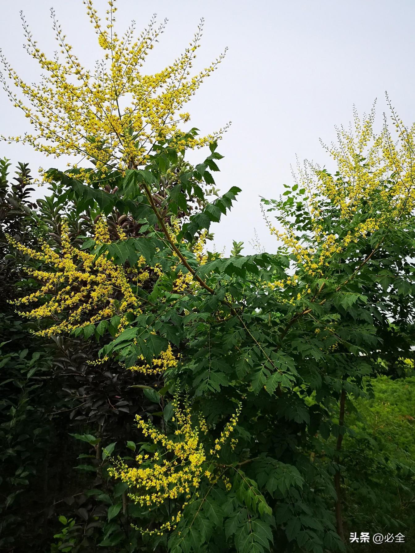 绿化树木品种有哪些，路边10种最常见的树详解