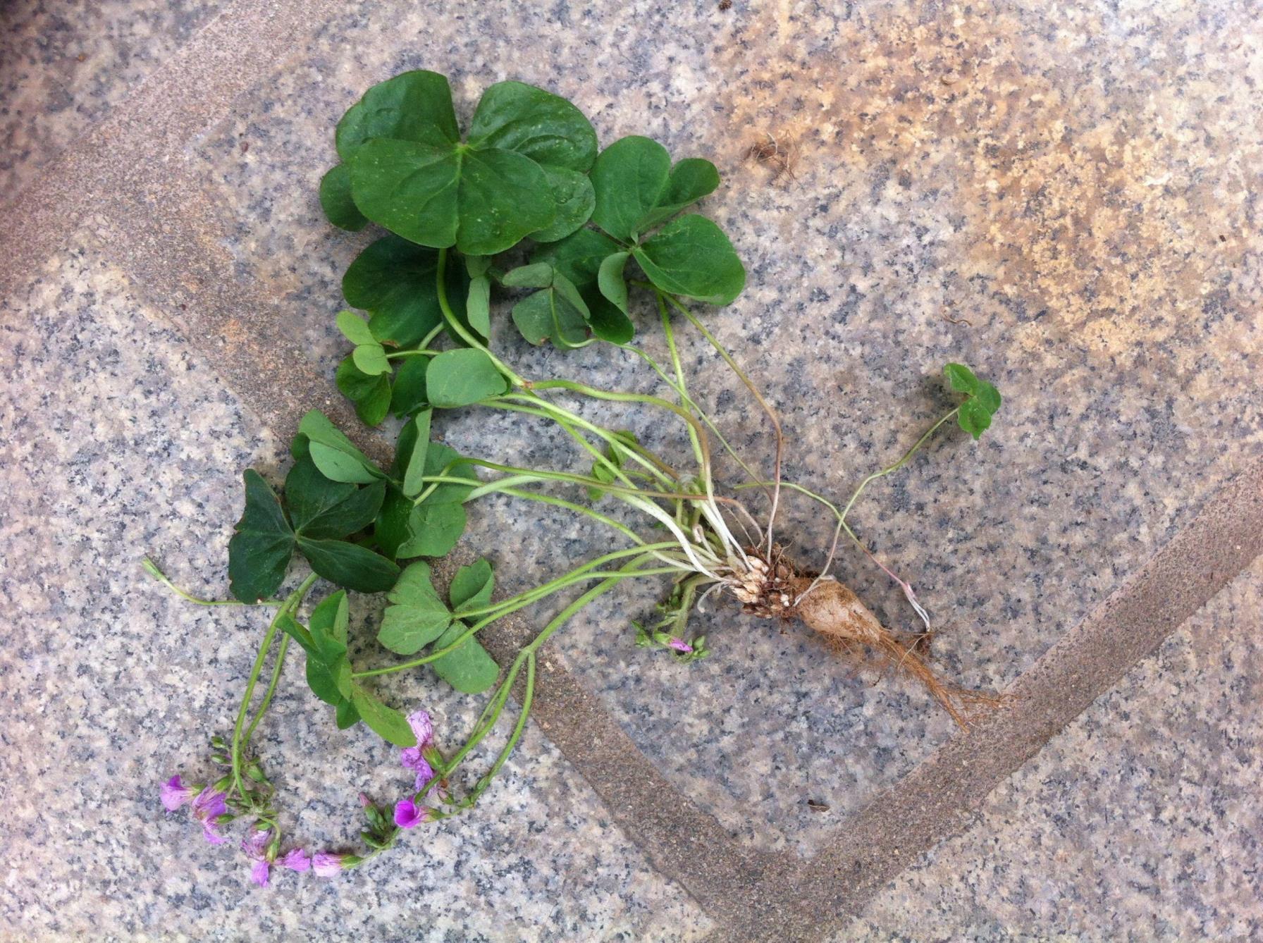 酢浆草科有什么植物，常见的酢浆草科植物介绍