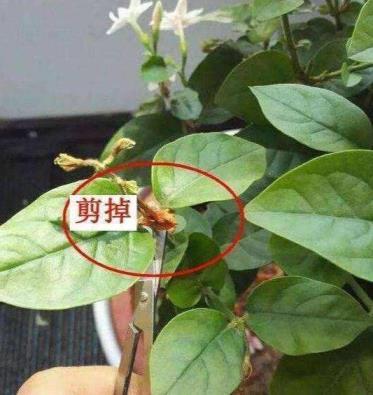 茉莉花怎么养才长得好，简述养好茉莉花的技巧