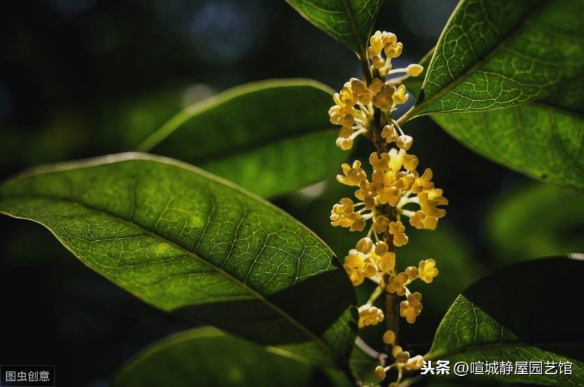 北方如何种植桂花树，北方桂花树种植技术分享