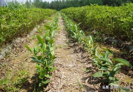 油茶树适合什么土壤种植，详解油茶树的种植栽培管理技术