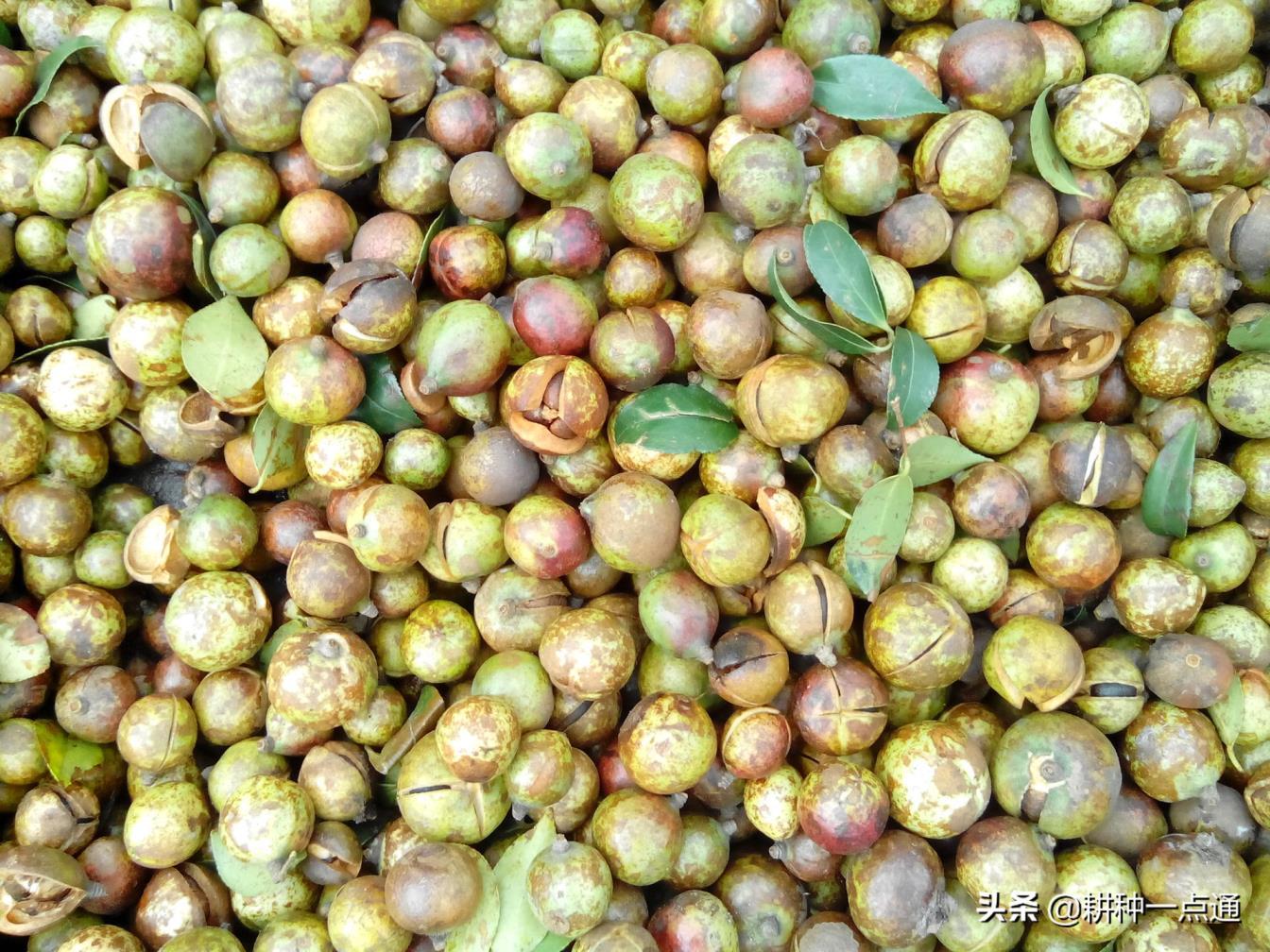 油茶树适合什么土壤种植，详解油茶树的种植栽培管理技术