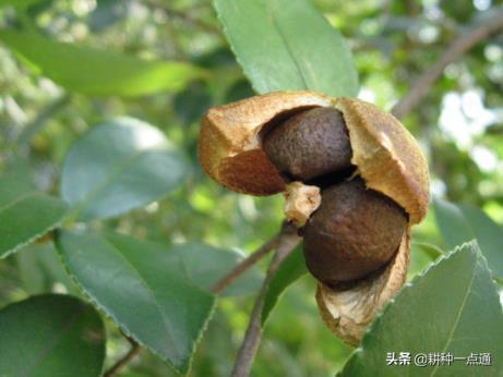 油茶树适合什么土壤种植，详解油茶树的种植栽培管理技术