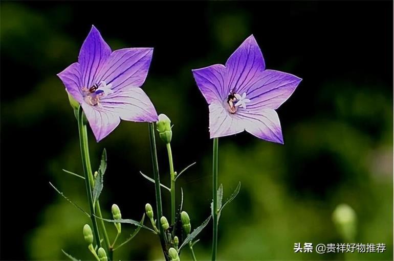 夏天开的花有哪些，盘点夏天十种最美的花