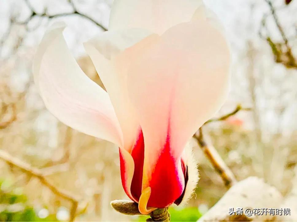 玉兰花花语是什么，浅谈玉兰花语和象征意义