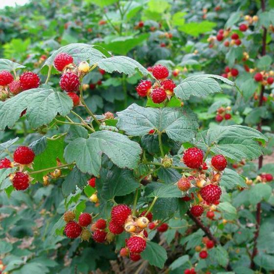 覆盆子什么时候种植最好，详解覆盆子种植技术与管理