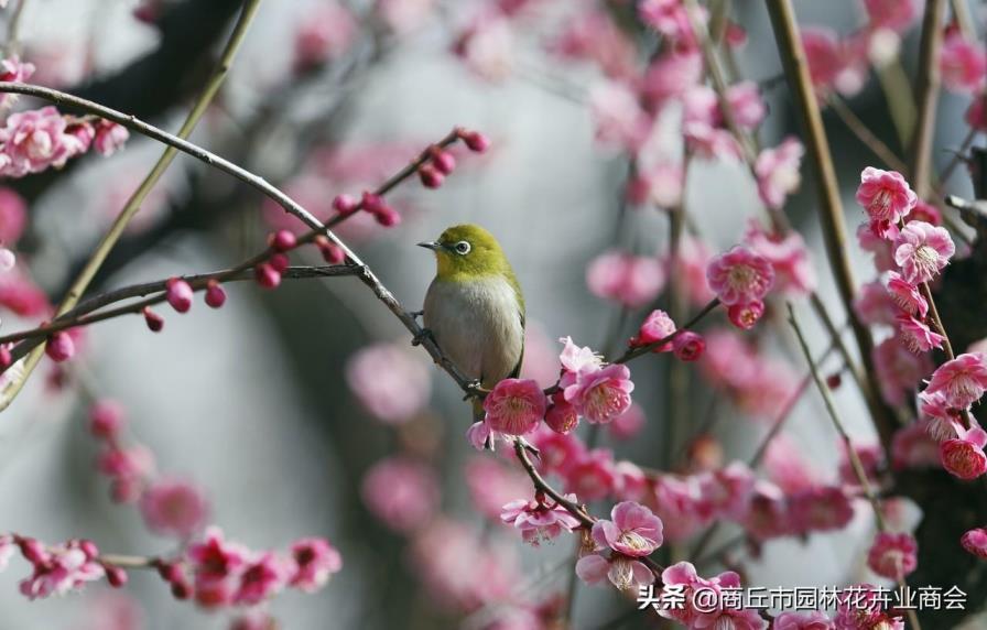 家里养梅花好吗，浅谈梅花的象征意义和精神