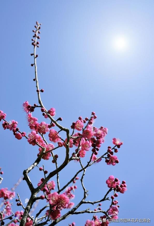 家里养梅花好吗，浅谈梅花的象征意义和精神