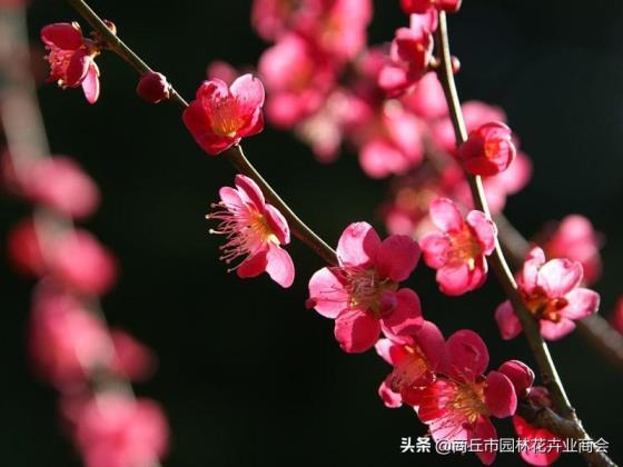 家里养梅花好吗，浅谈梅花的象征意义和精神