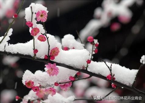 家里养梅花好吗，浅谈梅花的象征意义和精神