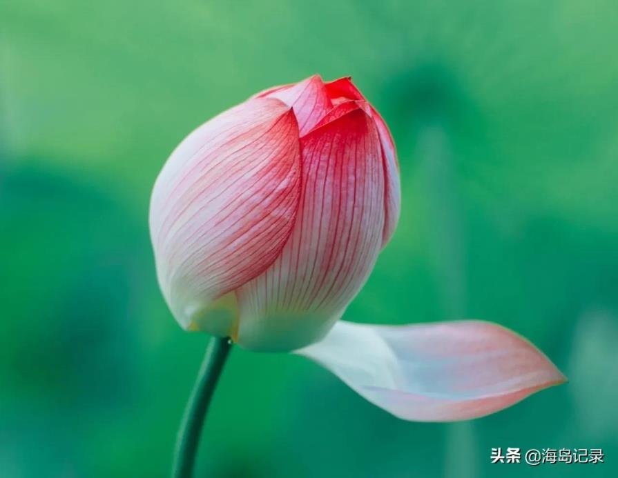 莲花的别名叫什么，简述莲花的所有雅称