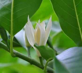 黄葛兰怎么种植和养护，黄桷兰的种植方法讲解