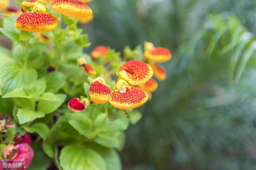 蒲包花怎么种植，有关蒲包花养殖方法分享